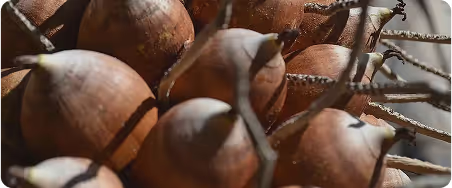 Babassu Oil Image